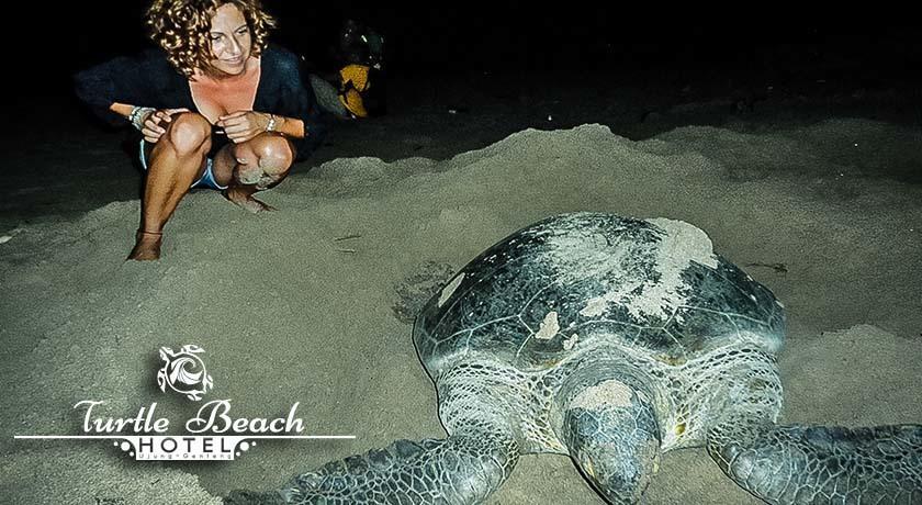 Turtle Beach Hotel Ujunggenteng ห้อง รูปภาพ